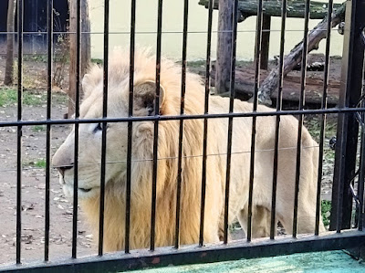 Palić Zoo — fotografia 5