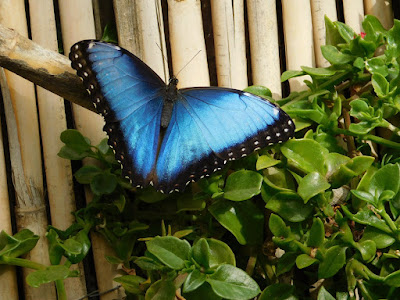 Mariposario de Nijar — fotografia 3