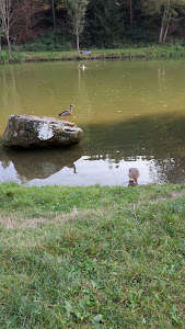 Sindersbachsee — fotografia 5