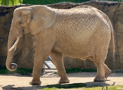 Safari Park Dvůr Králové — fotografia 4