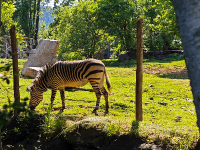 Herberstein Zoo — fotografia 3
