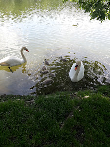 Hamerský rybník — fotografia 4