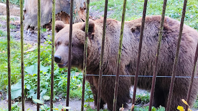 Miskolc Zoo — fotografia 4