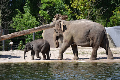 Grădina Zoologică Artis — fotografia 4