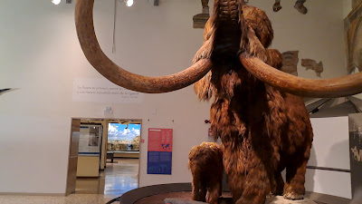 Civic Museum of Natural Sciences in Bergamo — fotografia 2