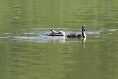 Laguna de las Madres
