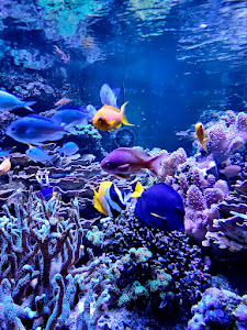 Meeresaquarium-Exotarium Nautiland — fotografia 3