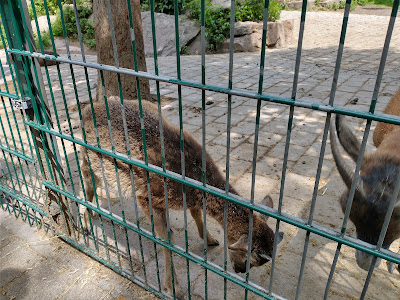 Wildpark Pforzheim — fotografia 3