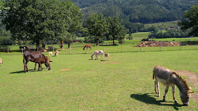Donkey Park Maltatal — fotografia 3