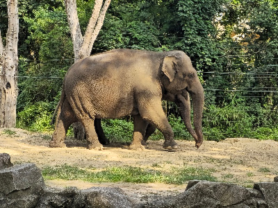 Grădina Zoologică din Berlin — fotografia 4