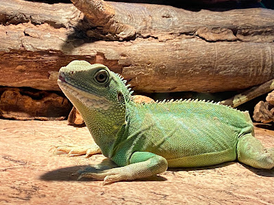 Iguana reptile Zoo — fotografia 5