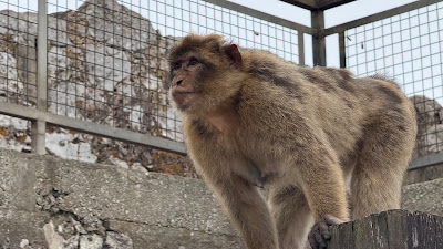 Gibraltar viewing platform — fotografia 5