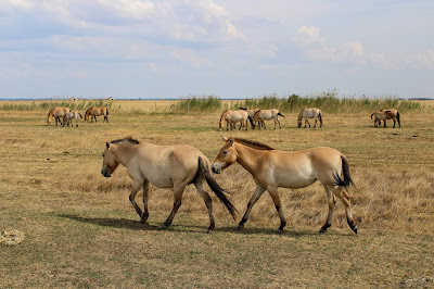 Hortobágy Wild Animal Park — fotografia 5