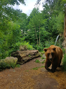 Alpenzoo Innsbruck - Tirol — fotografia 4
