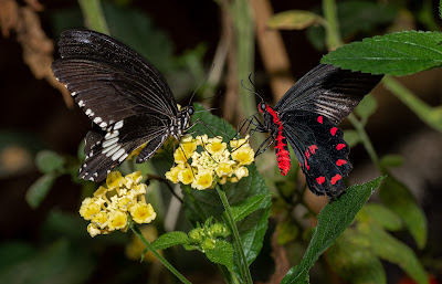 Butterfly House Sardegna — fotografia 5