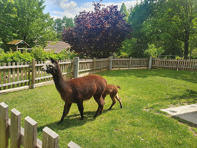 Walding Zoo — fotografia 5