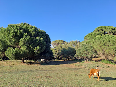 Pinar Del Rey — fotografia 4