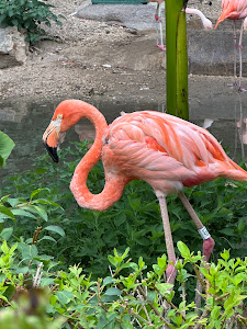 Parcul Natura Viva — fotografia 5