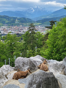 Alpenzoo Innsbruck - Tirol — fotografia 5