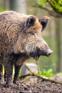 Wildpark Düsseldorf Grafenberg — fotografia 5