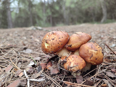 Área Recreativa Los Pájaros — fotografia 3