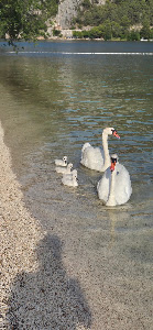 City Beach Skradin — fotografia 4