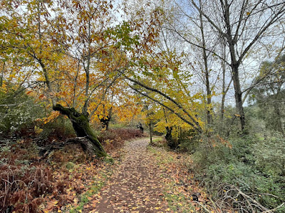 Sendero Castaño de Robledo - Puente de los Casares — fotografia 3