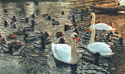 On the Low Meadows Park — fotografia 5