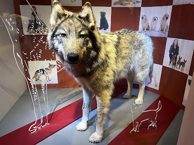 Arctic University Museum of Norway — fotografia 5