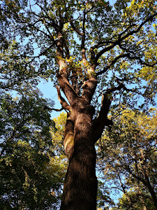 Tripammer tree — fotografia 3