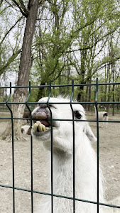 Grădina Zoologică Bucov (Ploiești) — fotografia 2