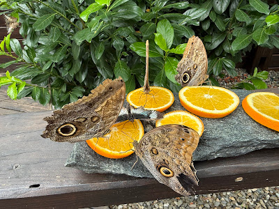 Gradina de fluturi tropicali Iasi (BEFLY GARDEN ) — fotografia 3