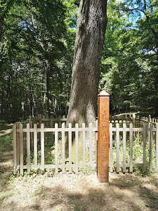 Tripammer tree — fotografia 5