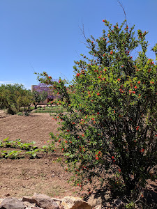 Botanical Garden — fotografia 3