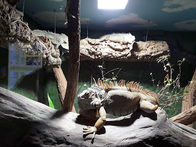 Reptiles Zoo Forchtenstein — fotografia 5