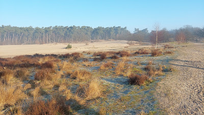 The Loonse and Drunense Duinen National Park — fotografia 5