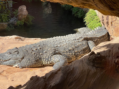Valencia Bioparc — fotografia 5