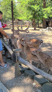 Aytos Zoo — fotografia 4