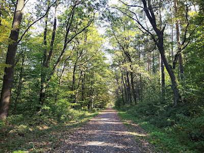 Puszcza Niepołomicka — fotografia 3