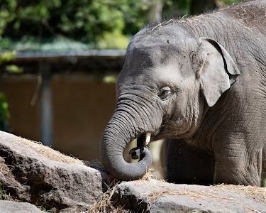 Rotterdam Zoo — fotografia 3
