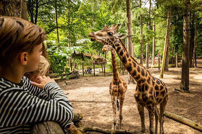 DierenPark Amersfoort — fotografia 4