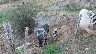 Agriturismo Piano Martorino - campeggio/ristorante/camere nel cuore del Parco Nazionale del Pollino — fotografia 2