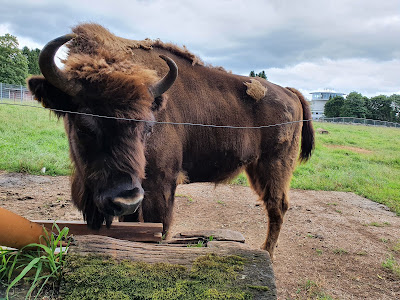 Wildpark Bad Marienberg — fotografia 4
