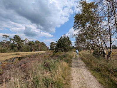 Heath and woodland walk — fotografia 3