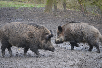 Natuurpark Lelystad — fotografia 4