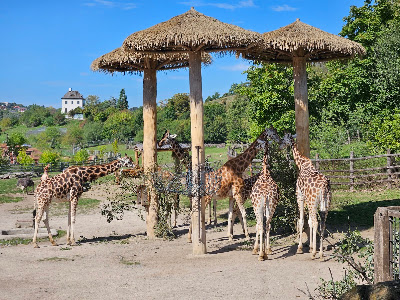 Grădina Zoologică din Praga — fotografia 4