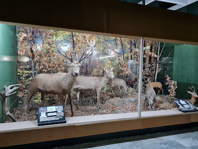 Natural History Museum Kotel — fotografia 5