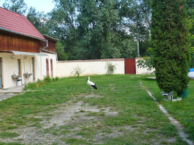 Camping Sălişteanca — fotografia 5