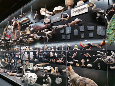 Senckenberg Nature Museum — fotografia 4