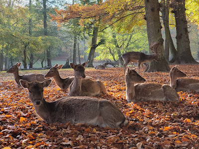 Marselisborg Deer Park — fotografia 5